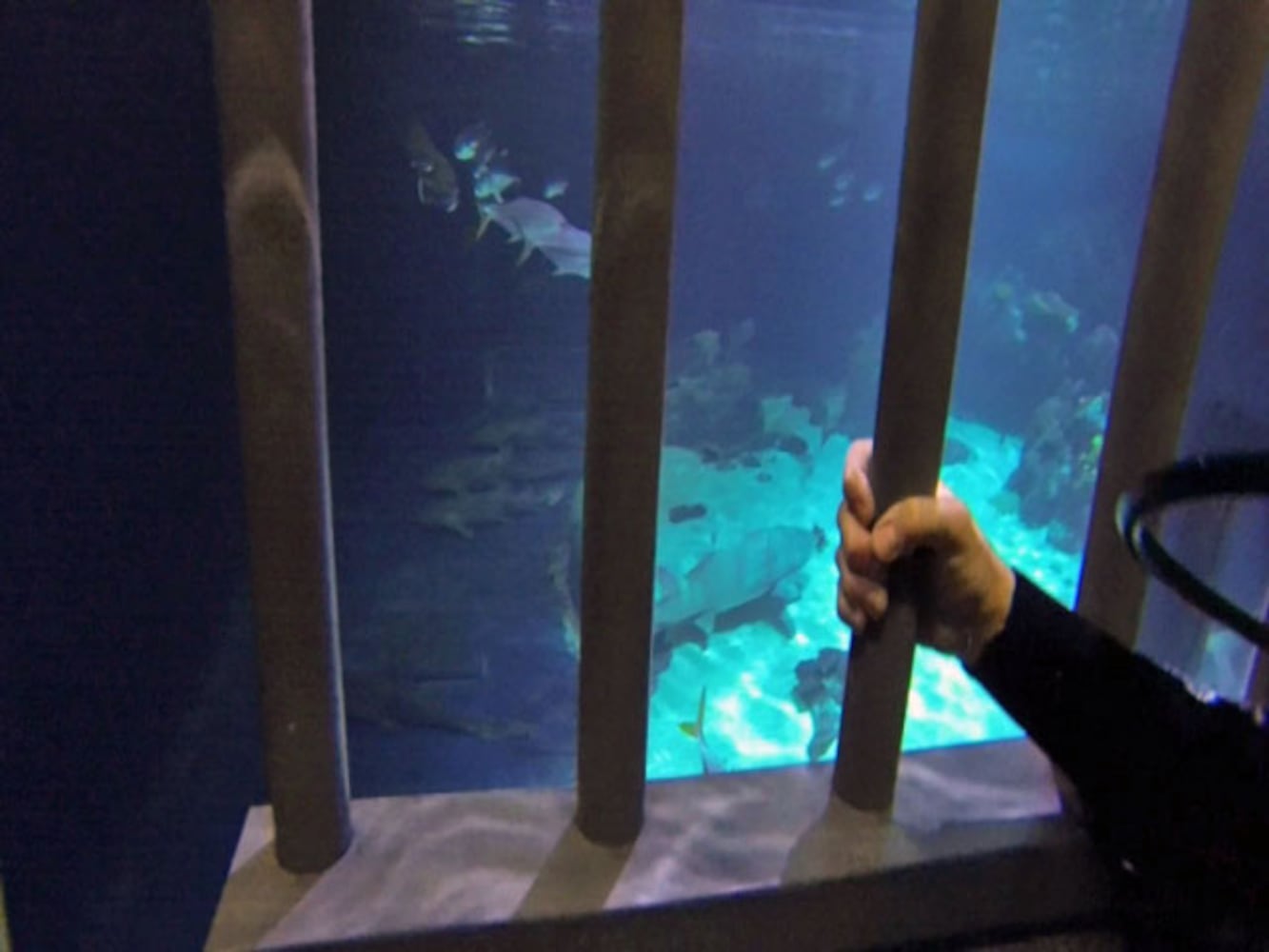 Eye-To-Eye With Sharks At Point Defiance Zoo & Aquarium