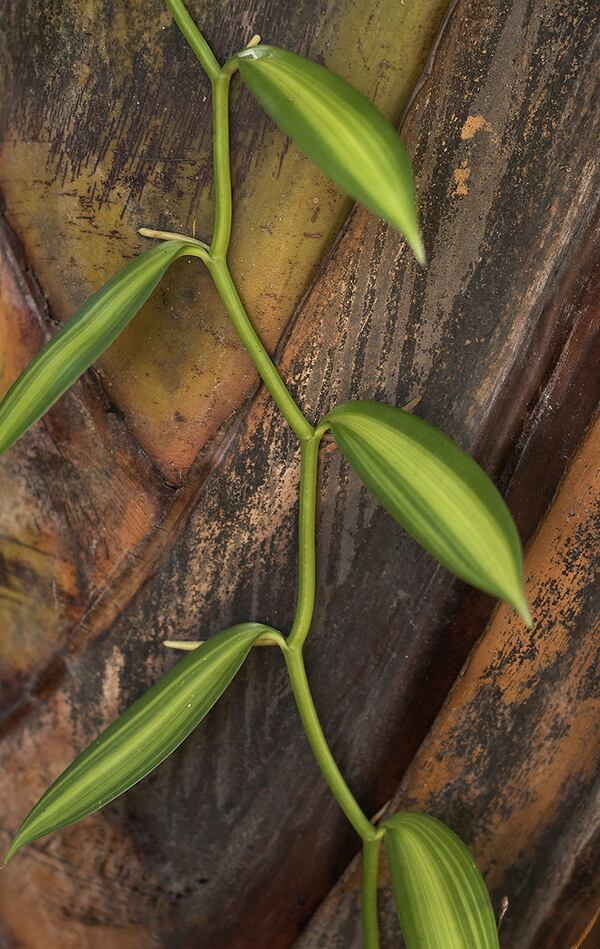 The vanilla orchid is the only orchid that produces an edible fruit and it can be grown in South Florida.