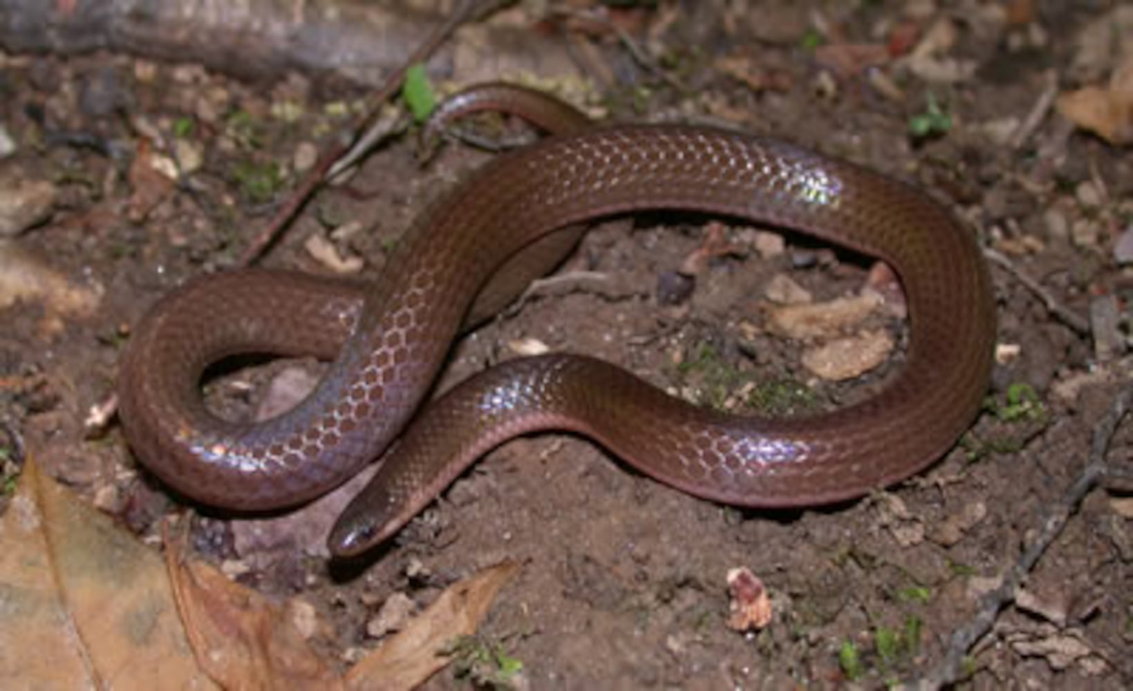 Georgia non-venomous snakes