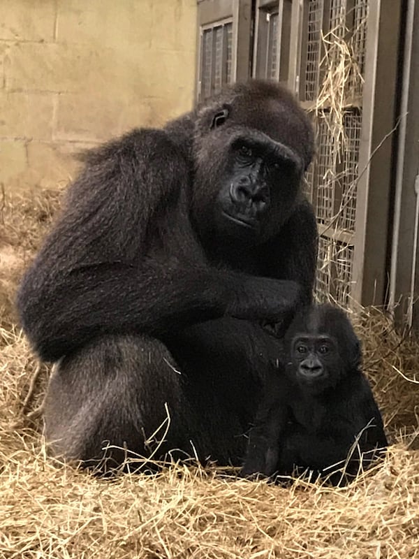 While the reunion between a hearing-impaired gorilla and her baby at the Jacksonville Zoo and Gardens initially showed promise, a surrogate mother has now been brought in to try to give the baby the best possible future.