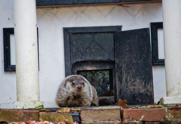 Shown from his days in Gwinnett County, General Beauregard Lee is the state's star rodent for the annual Groundhog Day prediction. He now resides in Jackson in Butts County, and on Feb. 2, 2019, he saw  his shadow, which means six more weeks of winter. (AJC file photo)