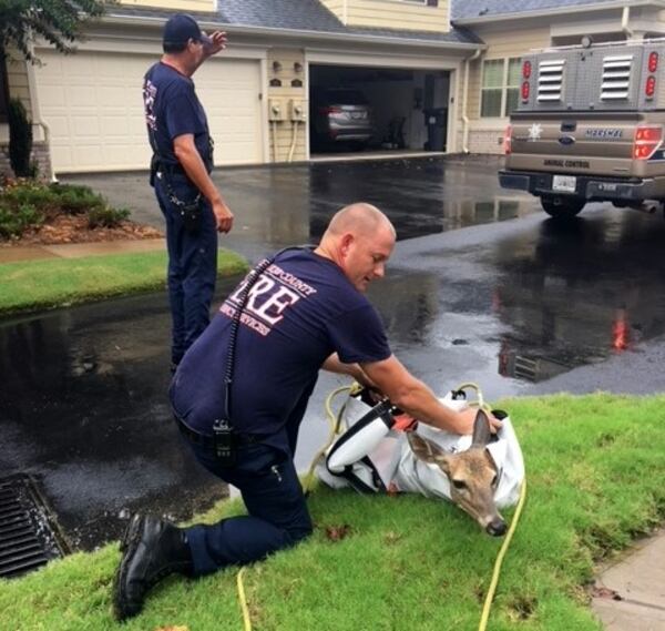 Officials said the deer had become thin and weak after being trapped in the retention pond. (Photo: Cherokee County Fire)