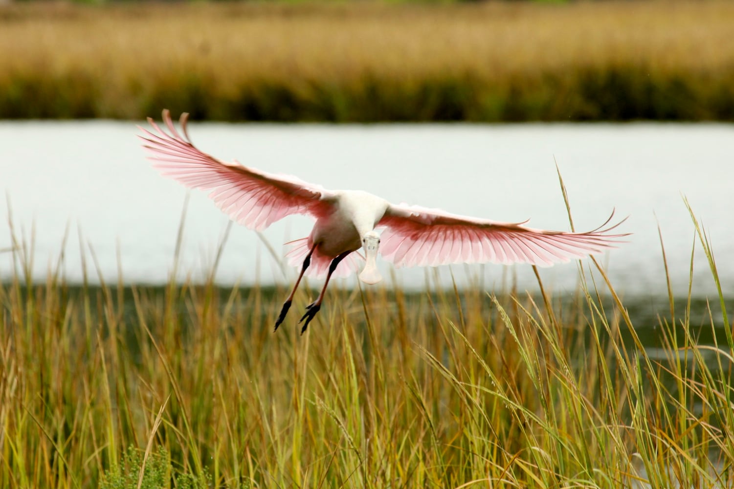 Little St. Simons Island by Britt Brown