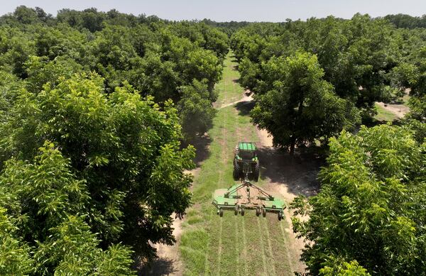 Scott Hudson, operates a John Deere tractor to maintain and mow on one of pecan farms, Wednesday, June 28, 2023, in Ocilla, GA. Scott Hudson is president and CFO of Hudson Pecan Company in Ocilla, more than 180 miles southeast of Atlanta. The company has about 300 acres of pecan trees, and China is one of its biggest buyers. Before the pandemic, Hudson would visit the country two-to-three times a year, he said. (Hyosub Shin / Hyosub.Shin@ajc.com)