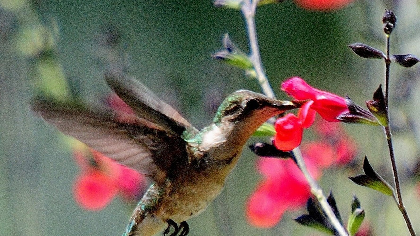 Attract pollinators by planting salvias