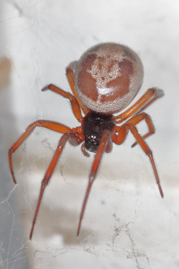 A false widow (Steatoda nobilis).