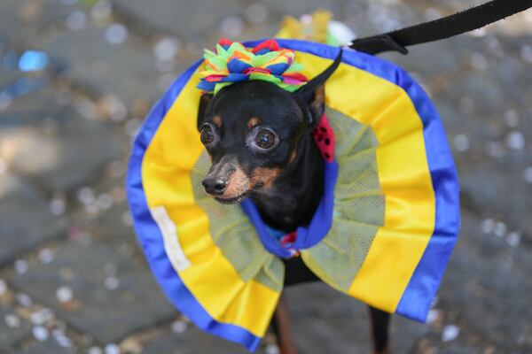 A dog wears a carnival costume at the "Blocao" dog carnival parade in Rio de Janeiro, Brazil, Saturday, March 1, 2025. (AP Photo/Silvia Izquierdo)