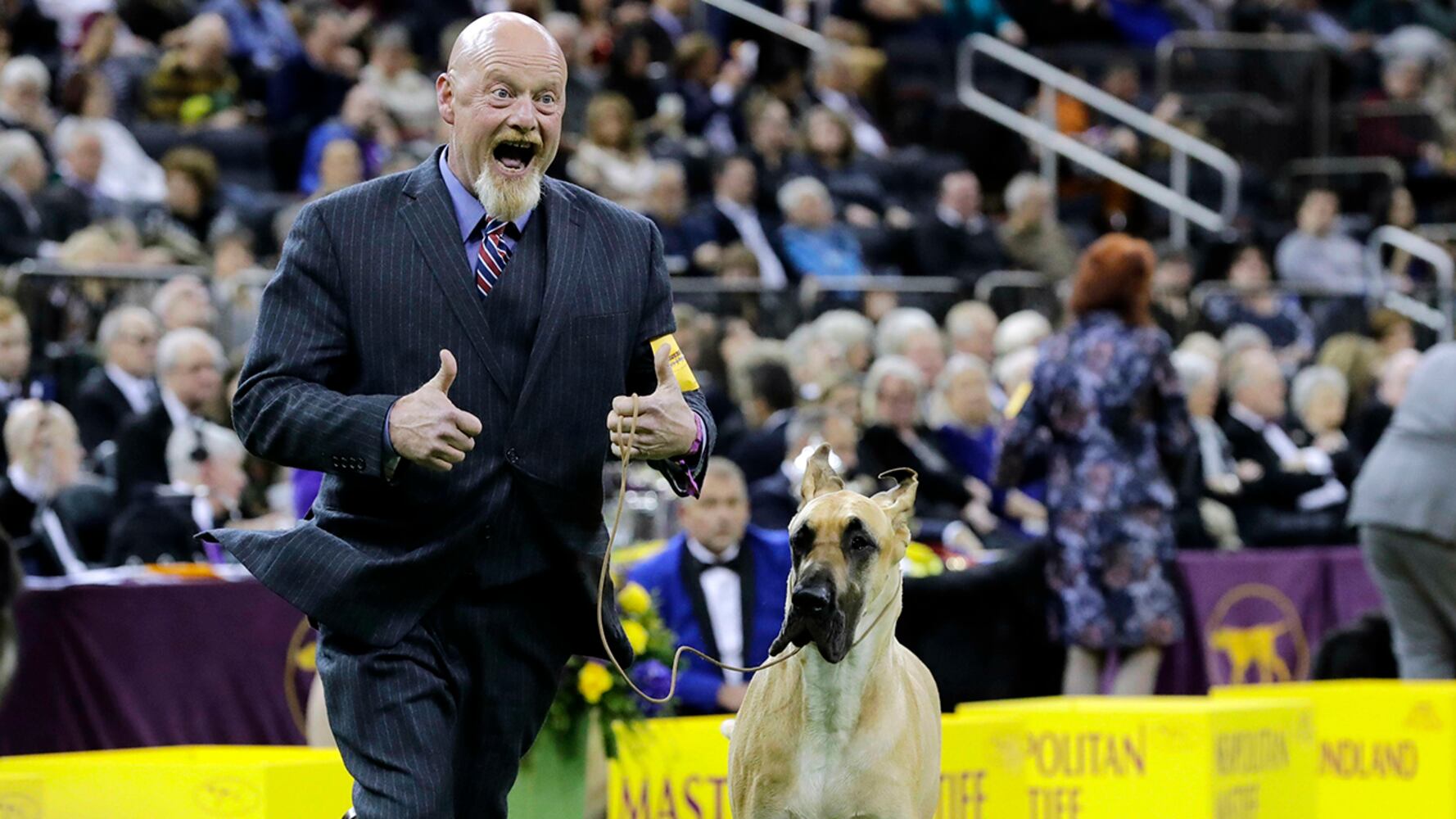 2019 Westminster Dog Show