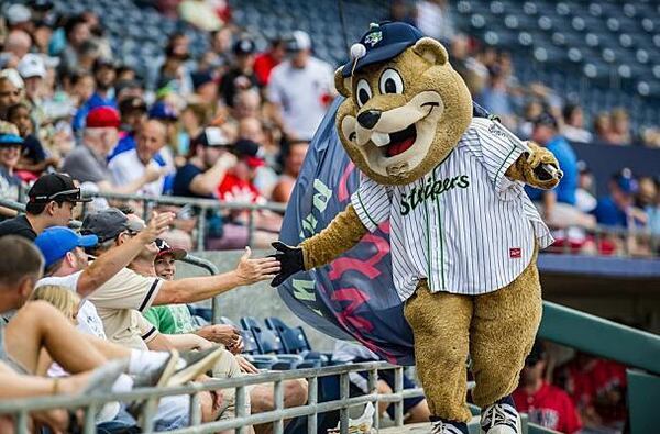 Chopper the Groundhog greets fans at a Gwinnett Stripers game.  Photo: Courtesy of the Gwinnett Stripers/For the AJC