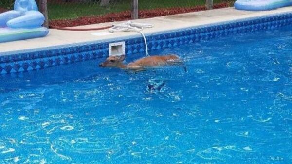 Police responded to an unusual rescue after a deer was seen swimming in a neighborhood pool.