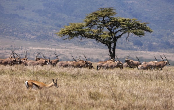 A gazelle goes past a pack of Beisa Oryx during the annual wildlife count at Lewa Wildlife Conservancy, Northern Kenya, Thursday, Feb. 27, 2025. (AP Photo/Andrew Kasuku)