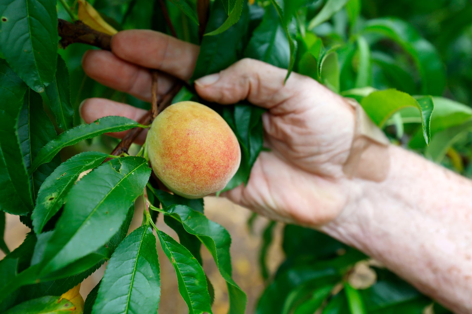 Jim Markley, the owner of CJ Orchards Farm, holds a single fortunate peach that managed to endure conditions that wiped out most of middle Georgia's peach crop.
Miguel Martinez /miguel.martinezjimenez@ajc.com