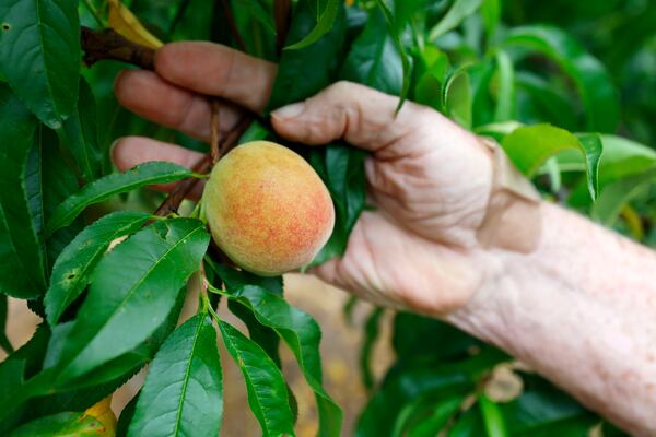 Georgia legislators have found common ground over a call for additional relief for Georgia fruit and vegetable growers. (Miguel Martinez /miguel.martinezjimenez@ajc.com)