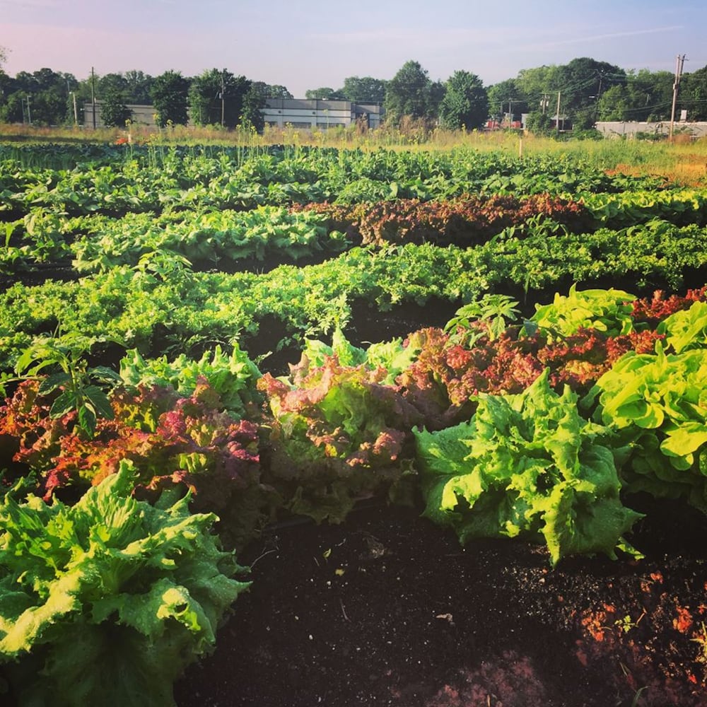 Aluma 1 -- Urban farming in Atlanta