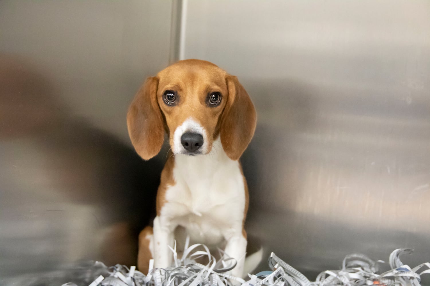 Atlanta Humane Society rescues dozens of dogs from animal testing breeding facility