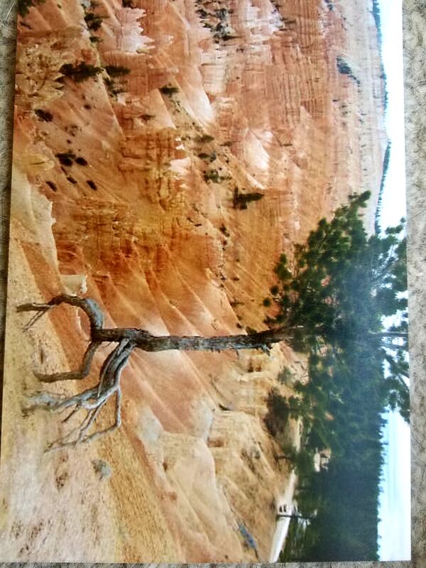 "We came across this amazing tree on a trip to Bryce Canyon some years ago, hanging on for dear life!" wrote Erika Perz. "I believe It's an inspiration for everyone, during this difficult time, to hang in there and continue to grow!"