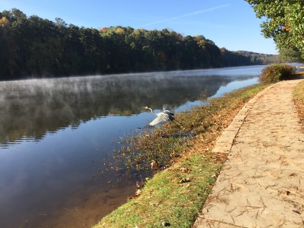 David Rosoff shared this photo of a great blue heron having just taken wing over a foggy Martin Lake in Martins Landing in Roswell the morning of Nov. 2, 2019.