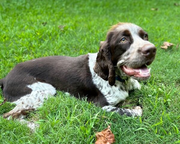 Amie Broughton pictured when she's not cruising Main Street in Woodstock for Milk Bones and friendly faces. (Courtesy photo)