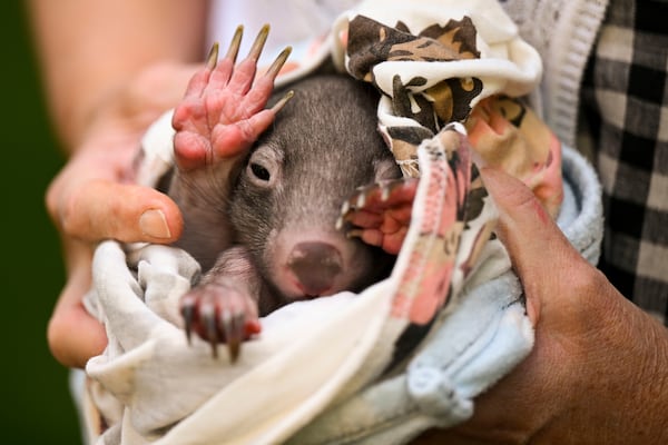 A Wild live carer holds a baby wombat during a press conference at Parliament House in Canberra, Thursday, Dec. 8, 2022. (Lukas Coch/AAP Image via AP)