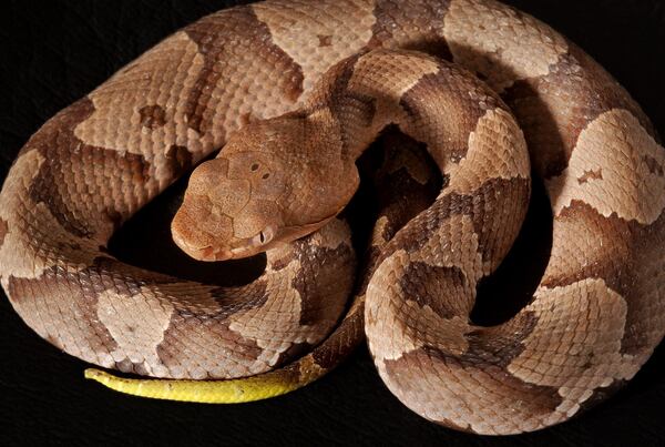 File photo of a copperhead snake.