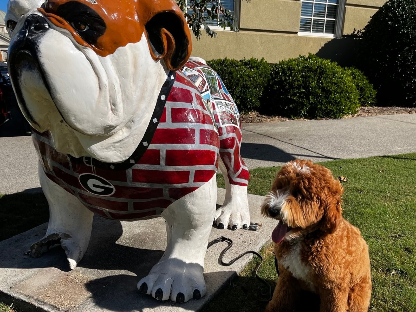 Wilford, an Australian labradoodle, striking a pose with is fellow Dawg. Wilford belongs to Dr. Audrey Haynes, an associate professor of political science at the University of Georgia. (Courtesy photo)