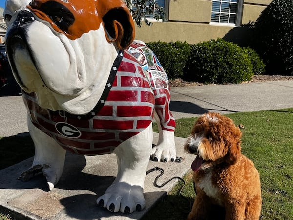 Wilford, an Australian labradoodle, striking a pose with is fellow Dawg. Wilford belongs to Dr. Audrey Haynes, an associate professor of political science at the University of Georgia. (Courtesy photo)