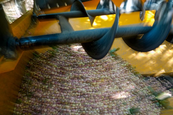 Pistachios fruits are harvested at the Wonderful Pistachios & Almonds in Lost Hills, Calif., on Friday, Oct. 25, 2024. (AP Photo/Damian Dovarganes)