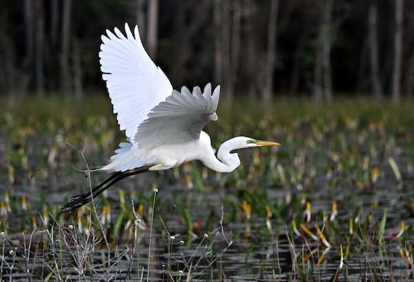 A great egret glides over the Okefenokee Swamp on Monday, Mar. 18, 2024, in Folkston. Last month, the Georgia Environmental Protection Division released draft permits to Twin Pines Minerals for a 584-acre mine that would extract titanium and other minerals from atop the ancient sand dunes on the swamp’s eastern border, which holds water in the refuge. (Hyosub Shin/AJC 2024)