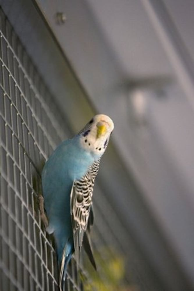 Zoo Atlanta's new aviary