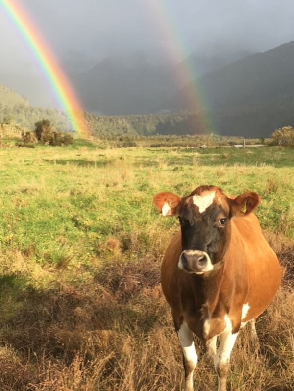 "My brother and I were driving up the coast of New Zealand’s South Island when we saw the most beautiful double rainbow. We left the main road to follow it and it led us to a lovely pasture, where this cow greeted us," wrote Sara Cushing.