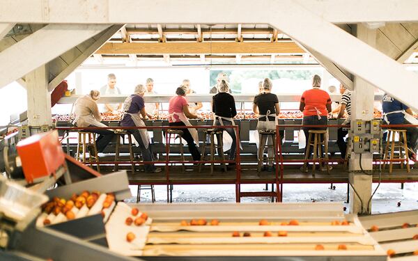 Dickey Farms in Musella has award-winning peach ice cream at its family-owned peach stand and market.