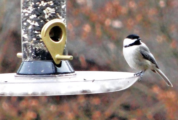 The Carolina chickadee is one of Georgia’s most common and familiar birds and a regular visitor to bird feeders in winter. It must eat constantly to maintain its high metabolic rate. PHOTO CREDIT: Charles Seabrook