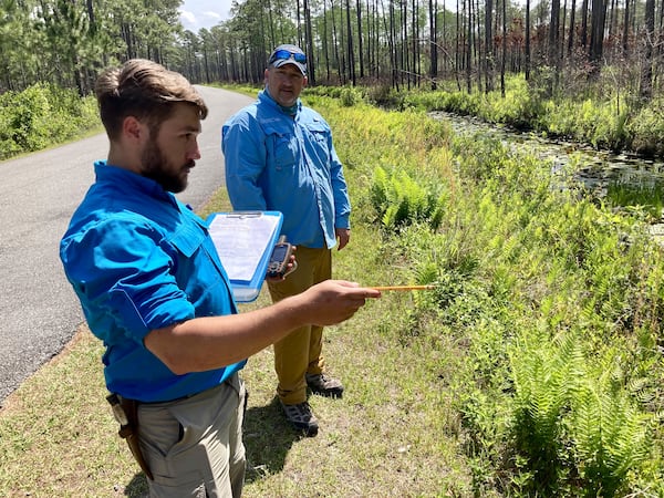 Hoog's excursion led him to a wide ditch where a gator outfitted with a transmitter lives. Nearby were her offspring, born a year earlier. (Mark Davis for The Atlanta Journal-Constitution)