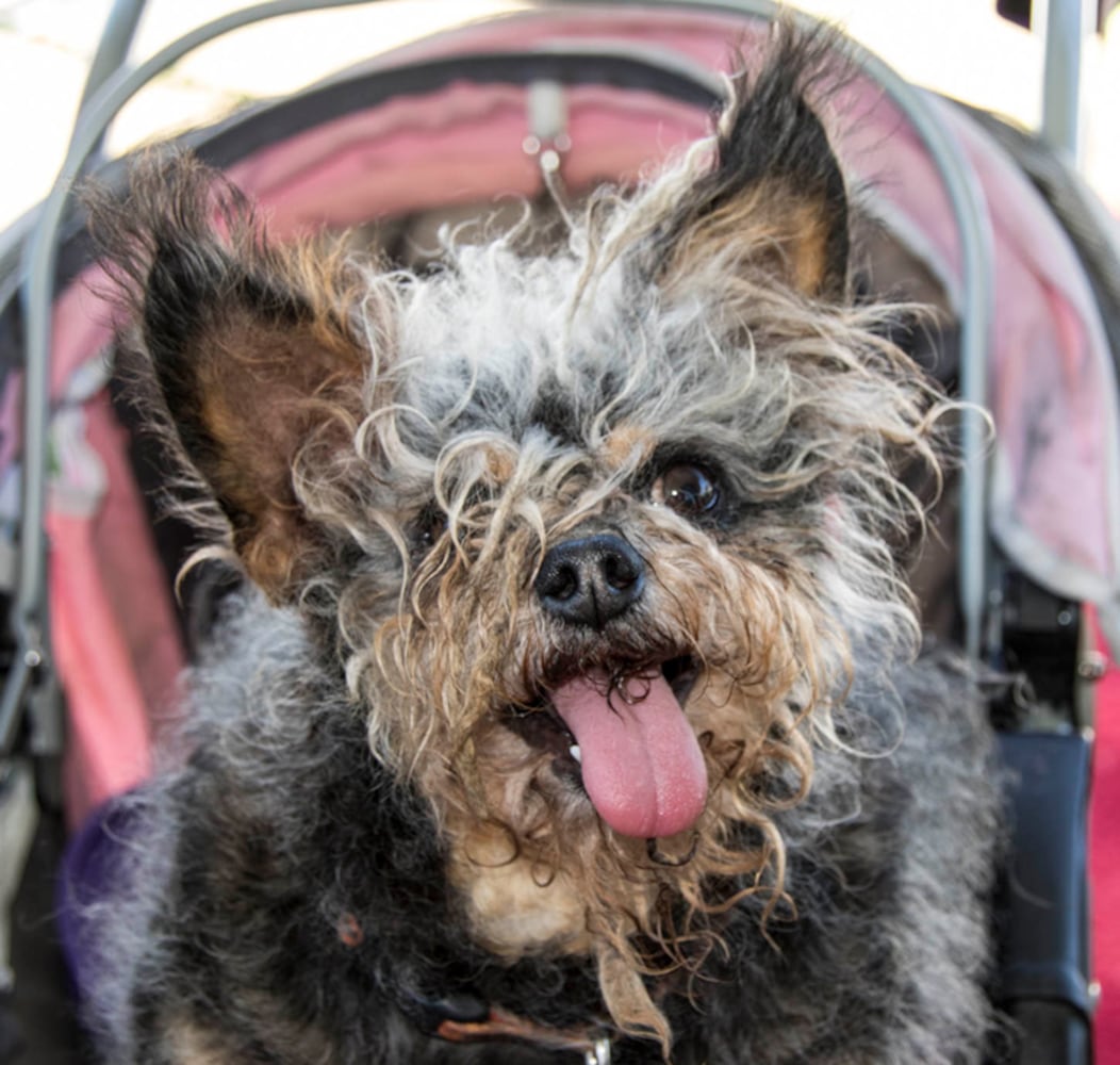 Photos: 2018 World’s Ugliest Dog contestants