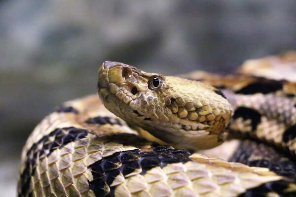 A snake similar to the one a homeless man found beside a road in Jacksonville Beach. The man walked around with the snake wrapped around his neck and was eventually stopped by the police.