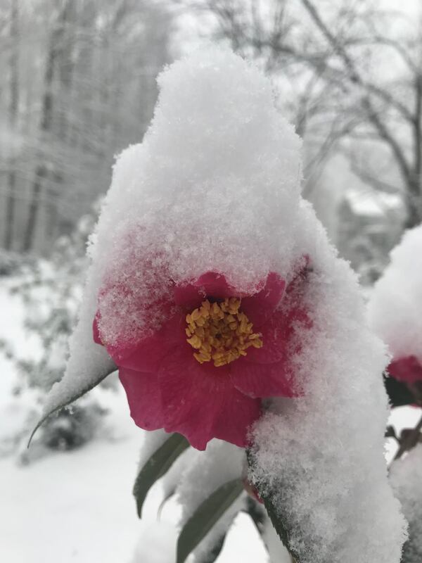 Bryan Leskosky shared this photo from his home in Ellijay on Saturday, Feb. 8 2020’s snow.