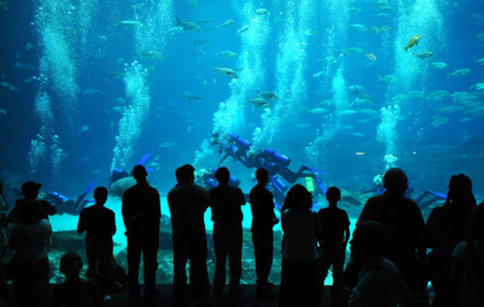 Miss Georgia swims at Georgia Aqarium