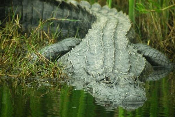 A photo of a large alligator slithering into the water. 