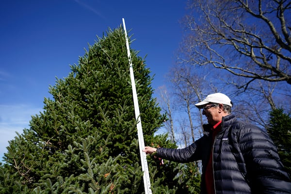 Sam Cartner Jr., co-owner of Cartner's Christmas Tree Farm, measures the official White House Christmas tree, a 20-foot Fraser fir, Wednesday, Nov. 13, 2024, in Newland, N.C. (AP Photo/Erik Verduzco)