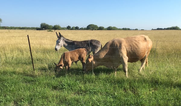  Reality Winner's family home is located miles off a rural highway, in a peaceful swath of acreage. These residents live down the road. Photo: Jennifer Brett