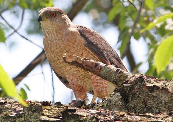 The Cooper’s hawk, a woodland hawk species, is becoming established in cities such as Atlanta. It is also the hawk most likely to prey on songbirds at bird feeders. (SAGAMORE66/WIKIPEDIA COMMONS)