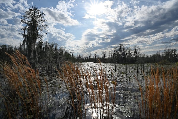 A flooded prairie in the Okefenokee Swamp teems with waterlilies, neverwet, pipewort, ferns, maidencane, and a variety of other sedges and grasses. Staff photo by Hyosub Shin / Hyosub.Shin@ajc.com