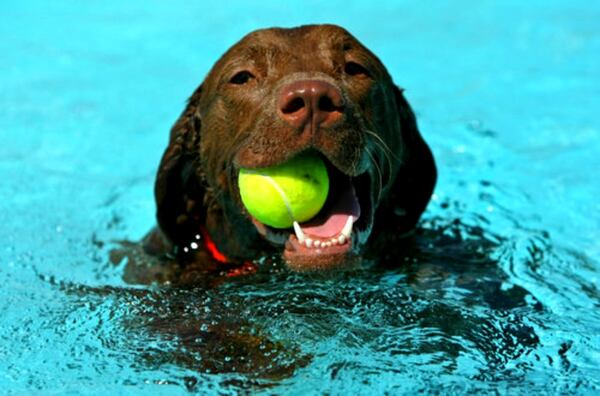 Smokey, a chesapeake bay retriever, enjoys a swim with a ball after a throw by his owner Brian Jenks, of Atlanta, during a Splish Splash Doggie Bash at the Piedmont Park Aquatic Center.