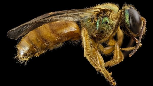 A sweat bee, from the halictid family, feed on nectar and pollen, but also need salt from the glands of humans and animals.