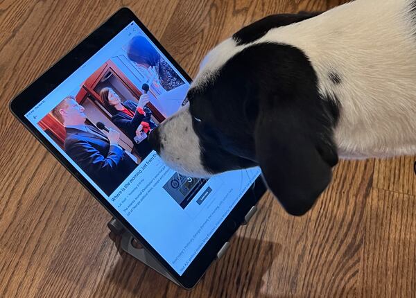 Success! Josie St. Louis manages to track down the Politically Georgia newsletter, formerly known as “The Jolt.”  Josie calls Mike St. Louis of Druid Hills her person. (Courtesy photo)