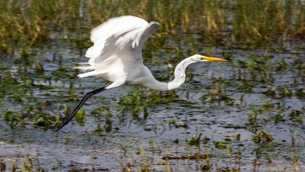 A great egret takes off over the water of Lake Tohopekaliga. (Patrick Connolly/Orlando Sentinel/TNS)