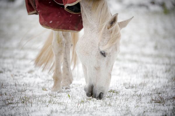 A horse grazes on new grass poking through the snow at Wedgewood Stables in Lanesborough, Mass., after a cold and snowy night on Saturday, May 9, 2020. Mother's Day weekend got off to an unseasonably snowy start in areas of the Northeast thanks to the polar vortex. While Manhattan, Boston and many other coastal areas received only a few flakes, some higher elevation areas in northern New York and New England reported 9 inches or more. (Stephanie Zollshan/The Berkshire Eagle via AP)