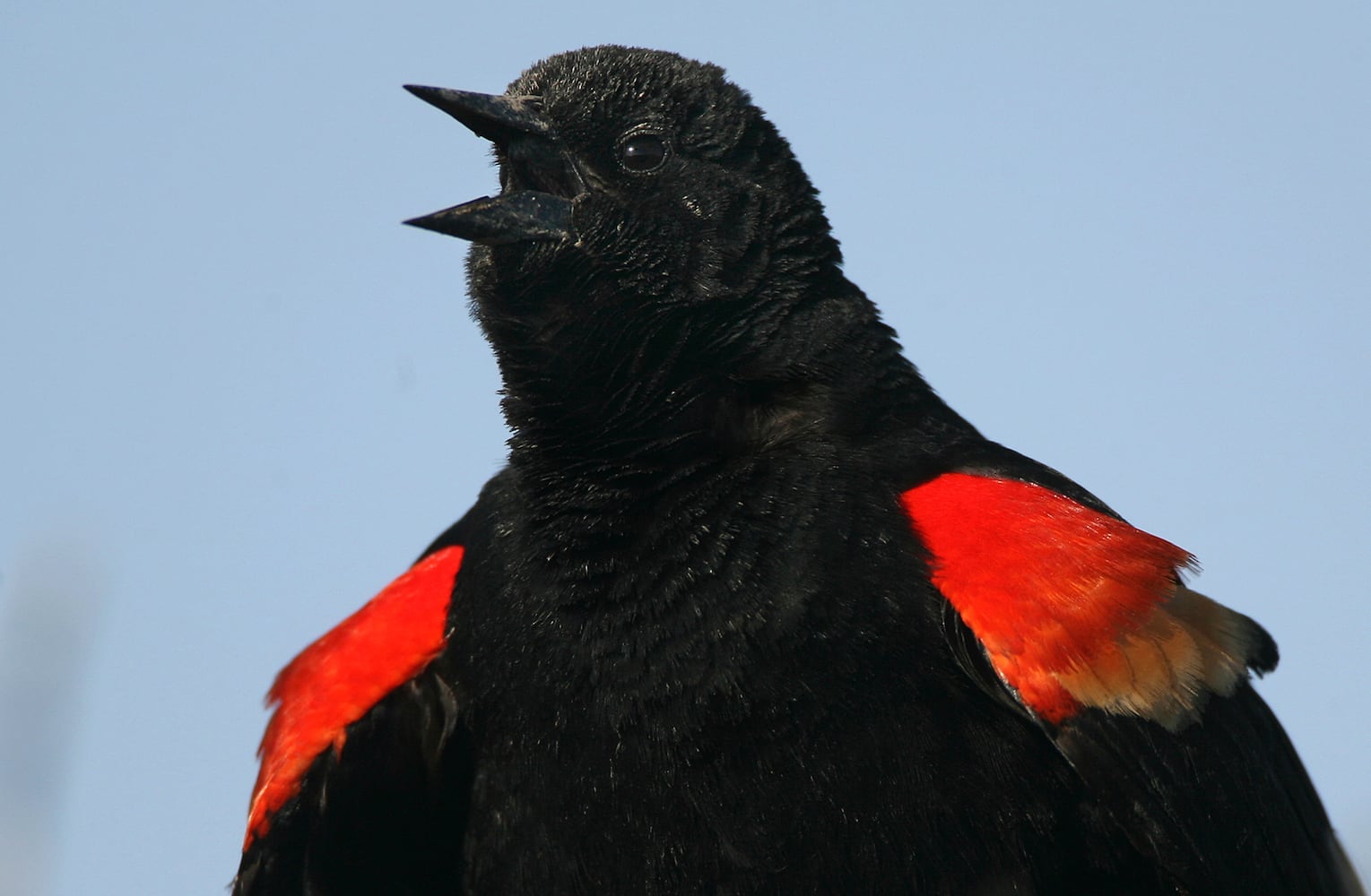 Coastal birds of Georgia