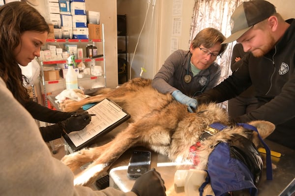 This Jan. 30, 2025, image provided by the Arizona Game and Fish Department shows members of the Mexican gray wolf recovery team doing a health check on an endangered wolf that was captured during an annual population survey near Alpine, Arizona. (Arizona Game and Fish Department via AP)