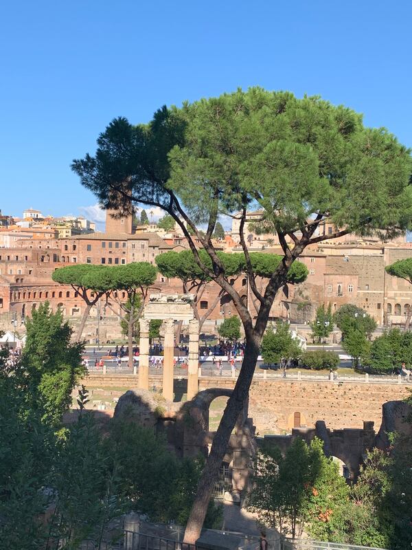 "This shot was made in September 2019 from the back of the Capitoline Hill looking into Caesar’s Forum in Roma," wrote Chip Jones. "The Temple of Venus Genetrix ruin is beautifully framed by the stately Umbrella Pines native to Italy."